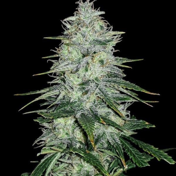Med. Cannabis