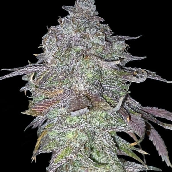 Med. Cannabis