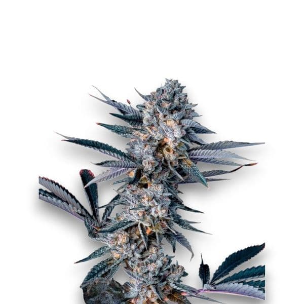 Med. Cannabis