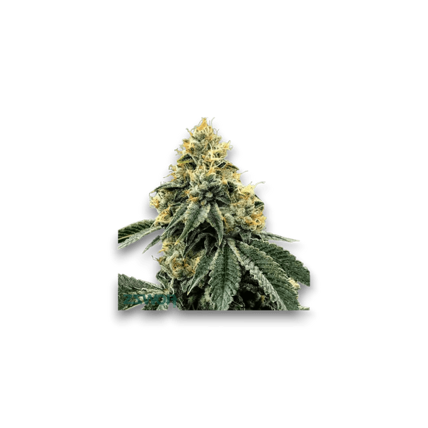 Med. Cannabis