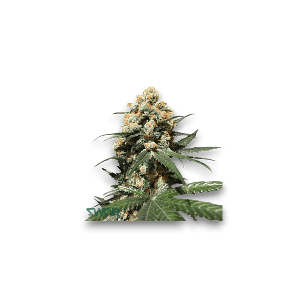 Med. Cannabis