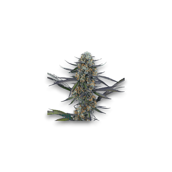 Med. Cannabis