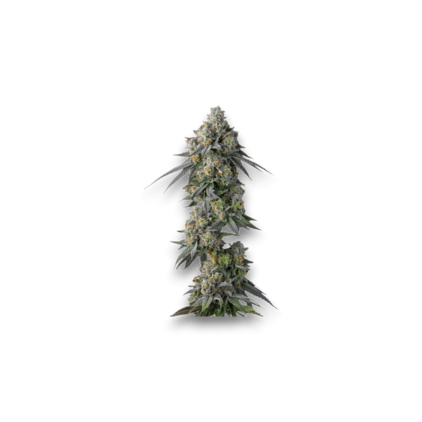 Med. Cannabis