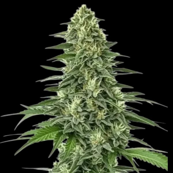 Med. Cannabis
