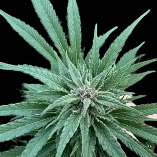 Med. Cannabis