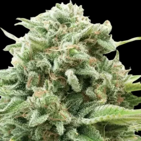 Med. Cannabis