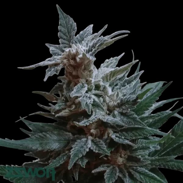 Med. Cannabis