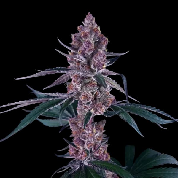 Med. Cannabis