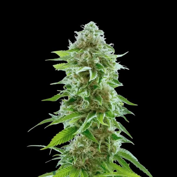 Med. Cannabis
