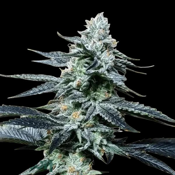 Med. Cannabis