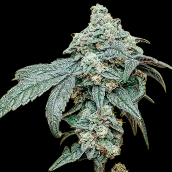 Med. Cannabis