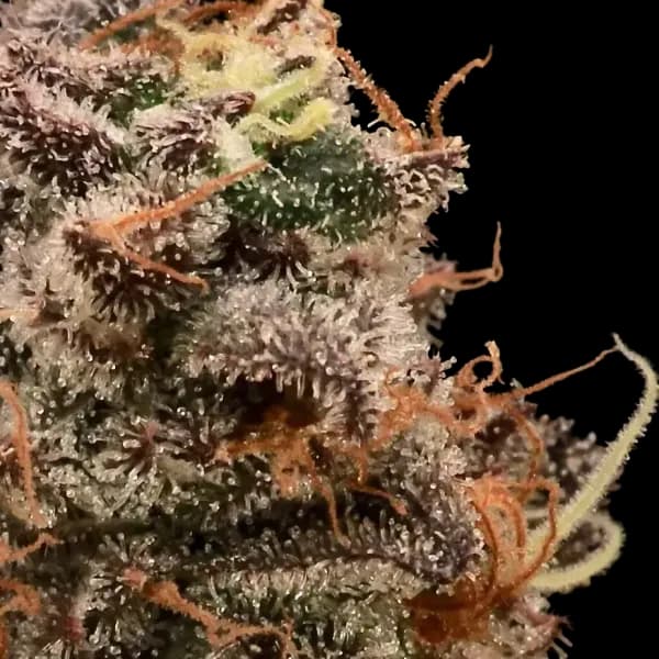 Med. Cannabis