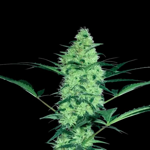 Med. Cannabis