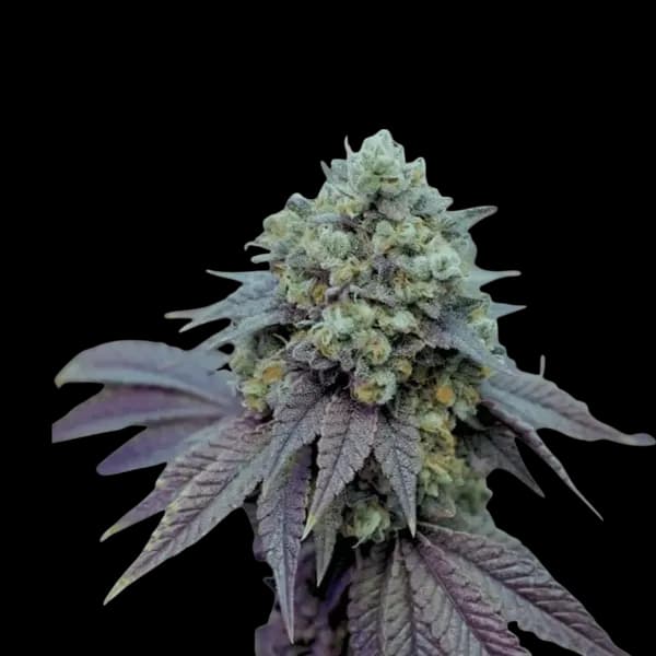 Med. Cannabis