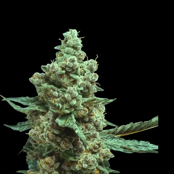 Med. Cannabis