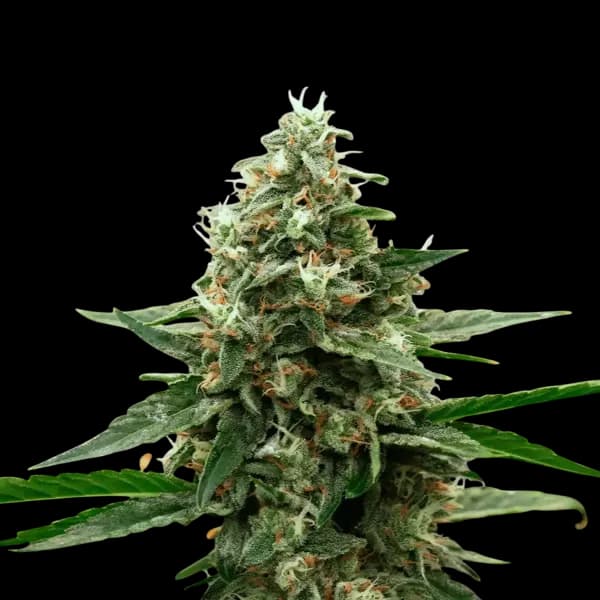Med. Cannabis