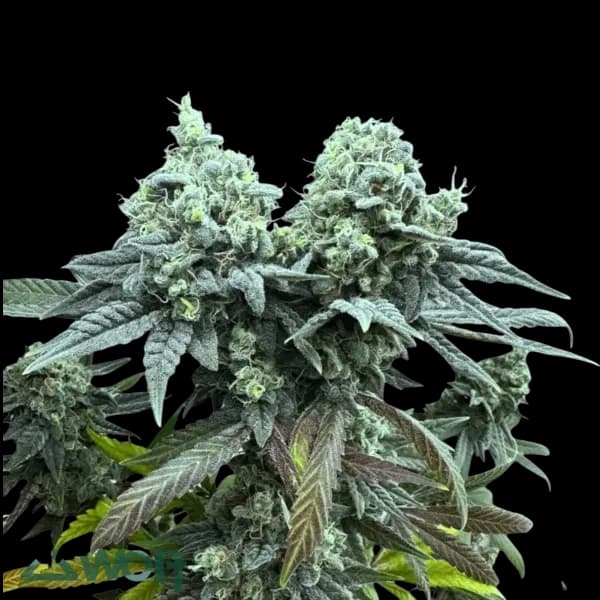 Med. Cannabis