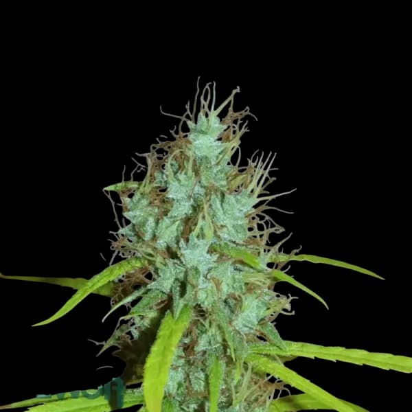 Med. Cannabis