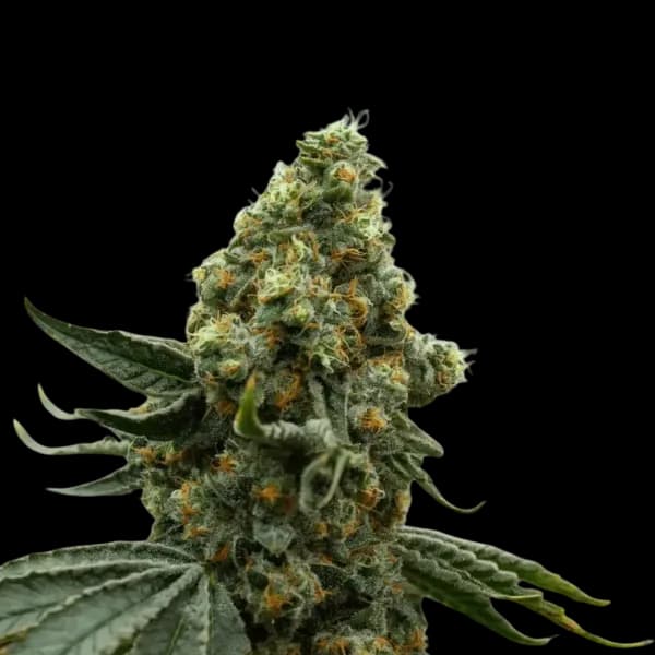 Cannabis der Sorte Waffle Truffle