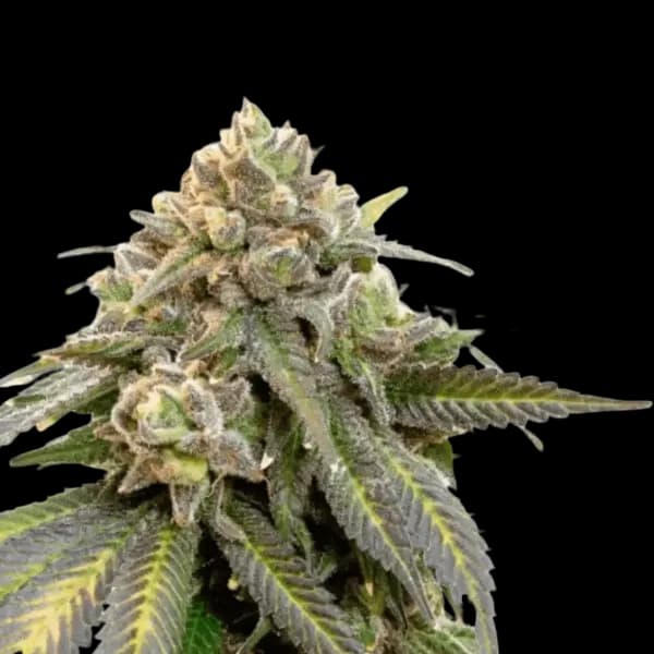 Med. Cannabis
