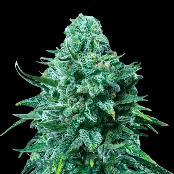 Med. Cannabis