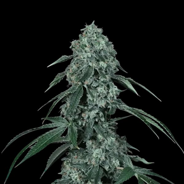 Med. Cannabis