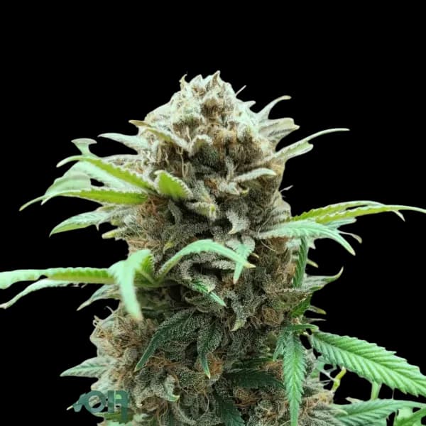Med. Cannabis