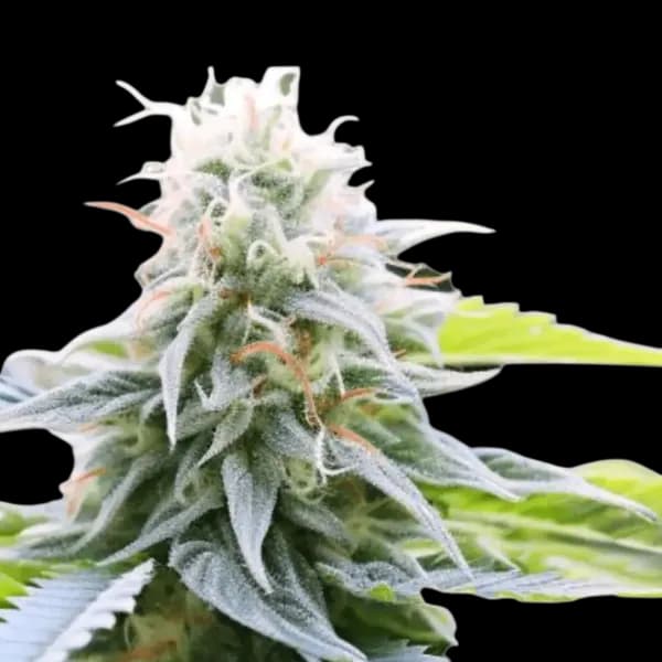 Med. Cannabis