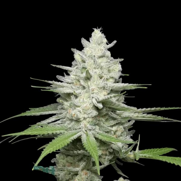 Med. Cannabis