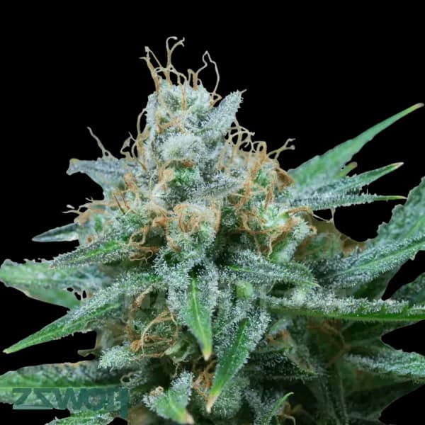 Med. Cannabis