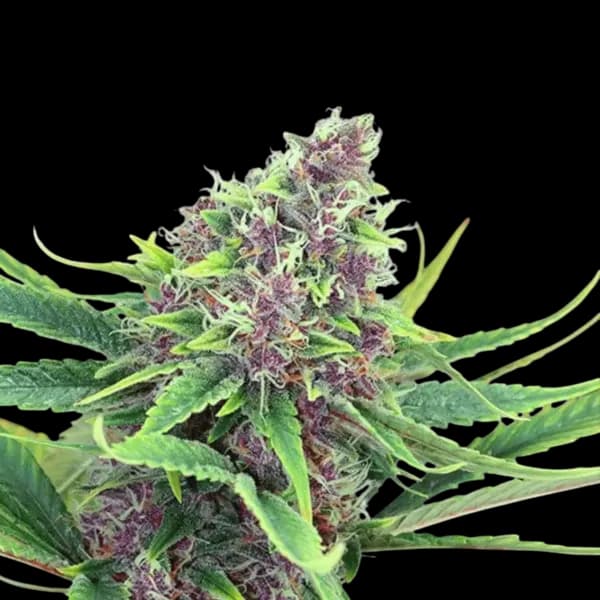 Med. Cannabis