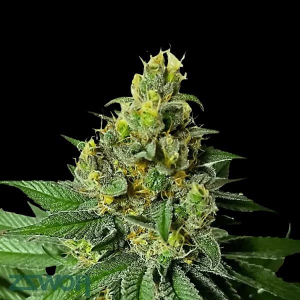 Med. Cannabis