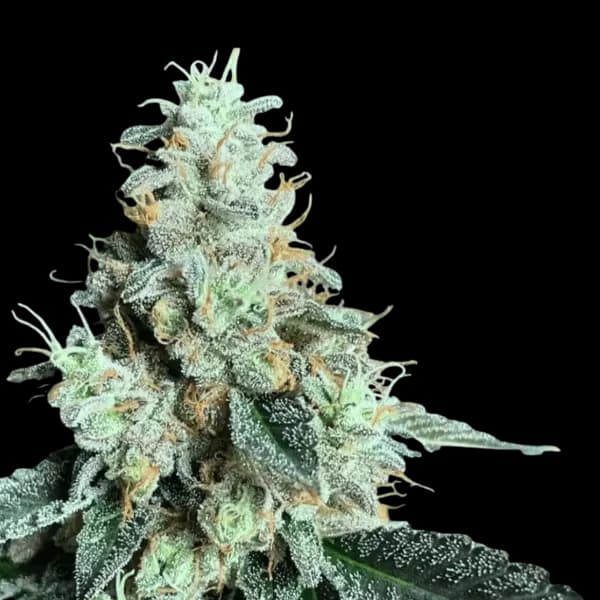 Med. Cannabis