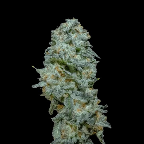 Med. Cannabis