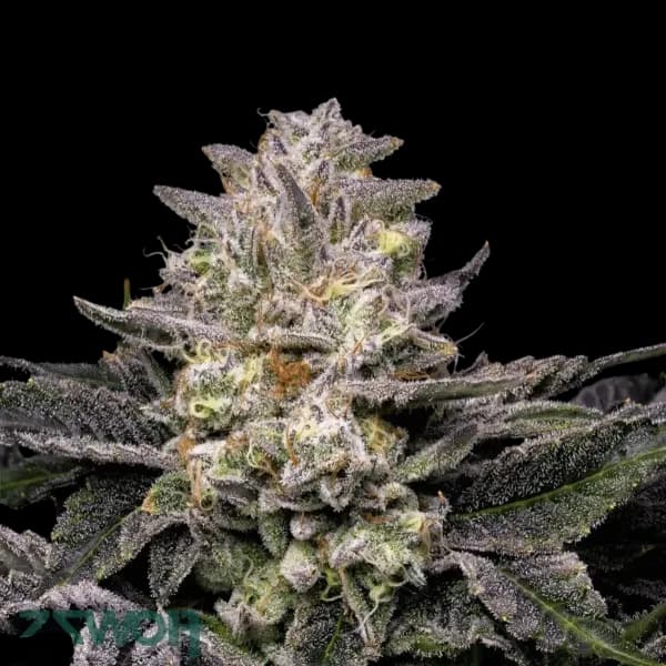 Med. Cannabis