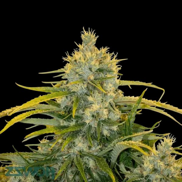 Med. Cannabis
