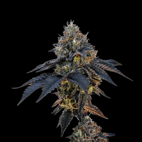 Med. Cannabis