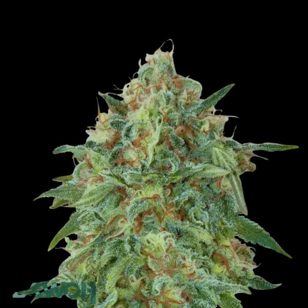 Med. Cannabis