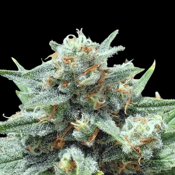Med. Cannabis