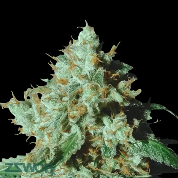 Med. Cannabis
