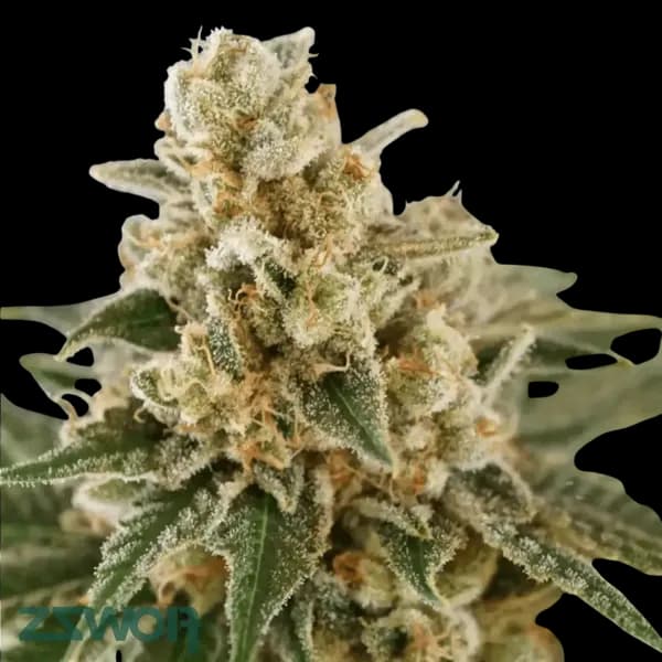 Med. Cannabis