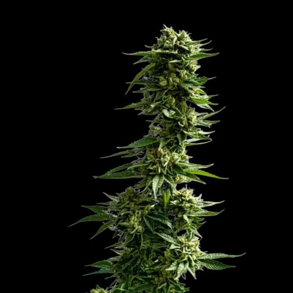 Med. Cannabis