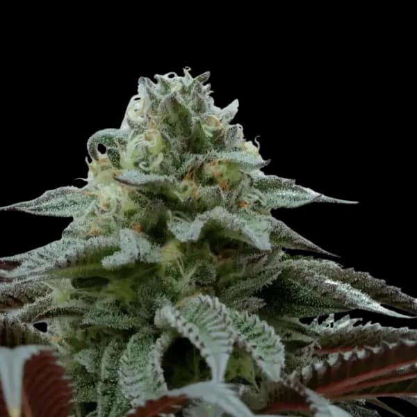 Med. Cannabis