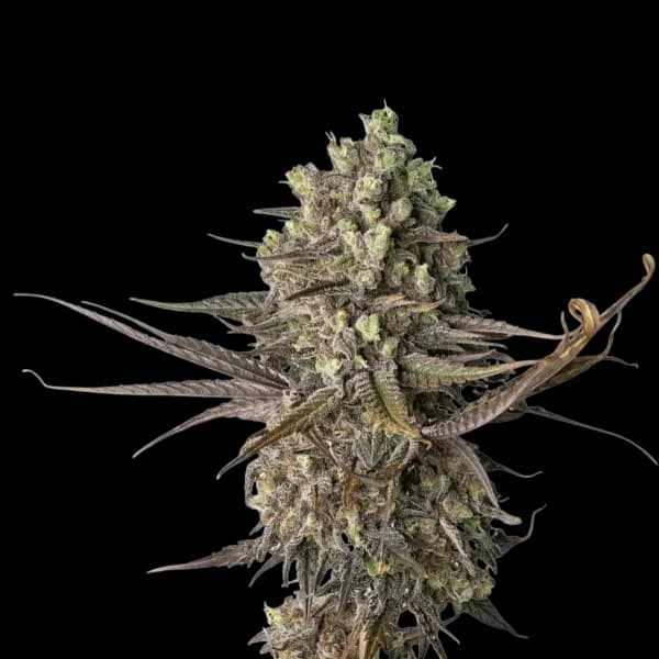 Med. Cannabis