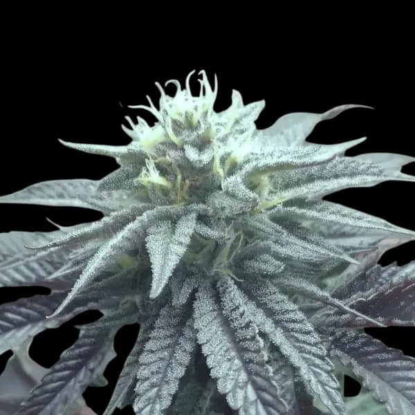 Med. Cannabis
