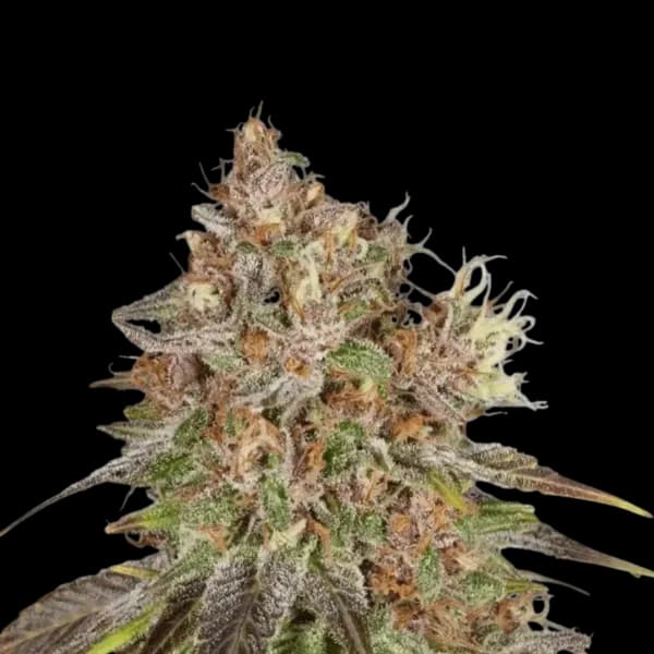 Med. Cannabis