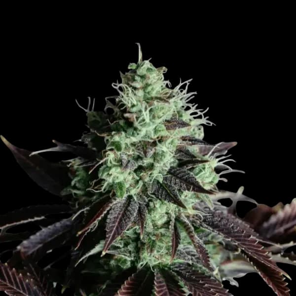 Med. Cannabis