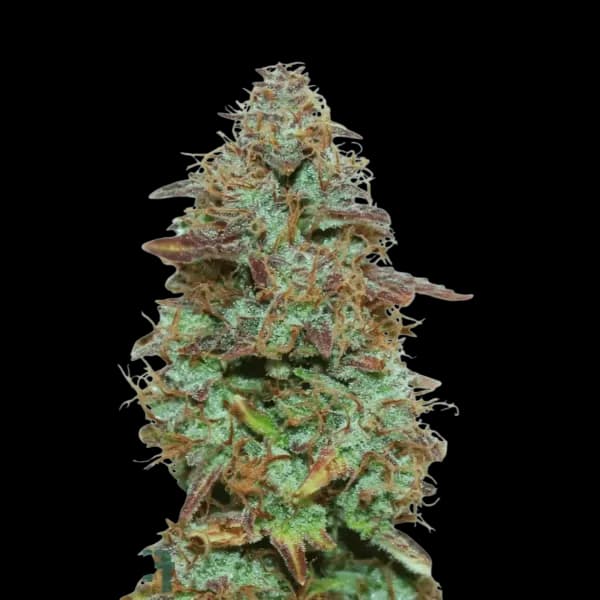 Med. Cannabis