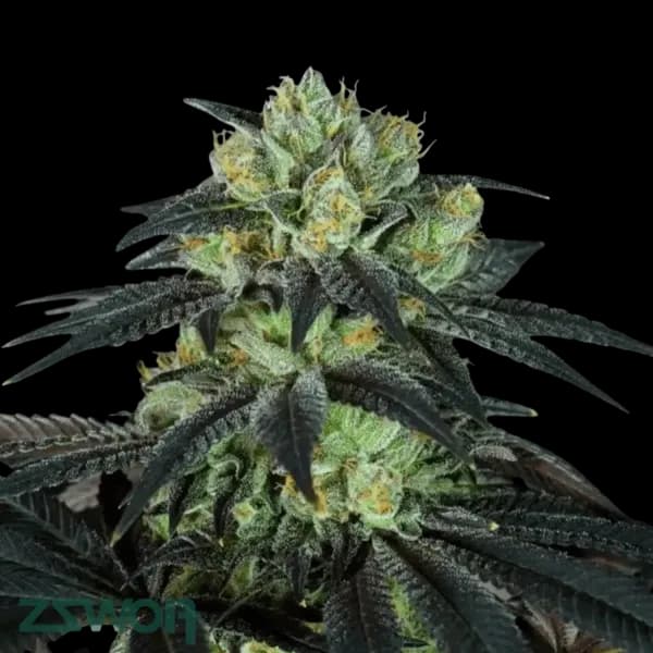 Med. Cannabis