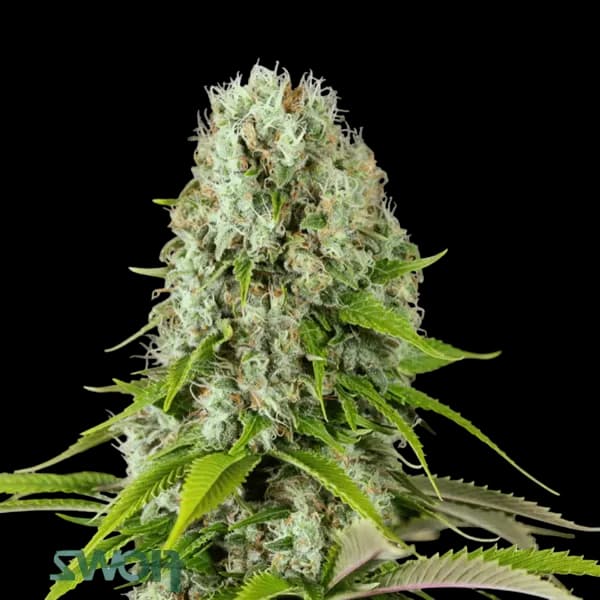 Med. Cannabis